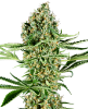 Critical Runtz Feminized