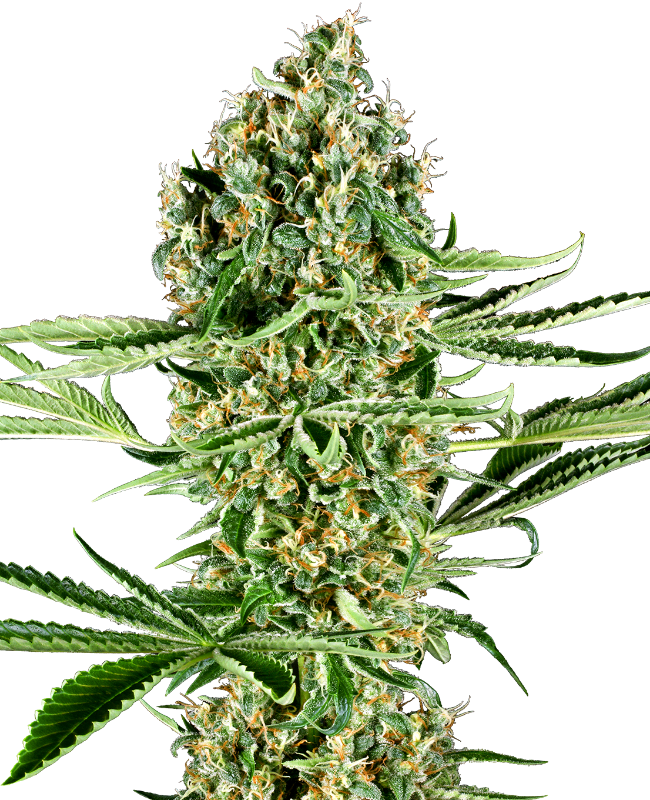 Critical Runtz Feminized