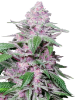 Immagine di Semi di Purple Cookie Kush Femminizzati