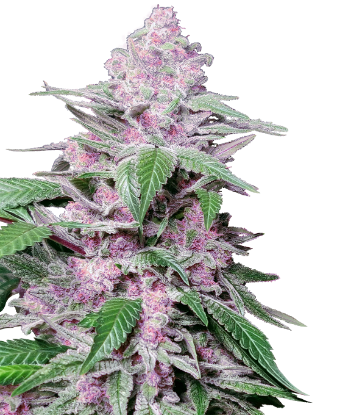 Obraz: Nasiona Feminizowane Purple Cookie Kush