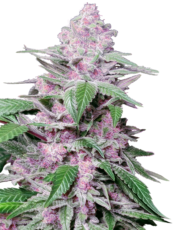 Immagine di Semi di Purple Cookie Kush Femminizzati