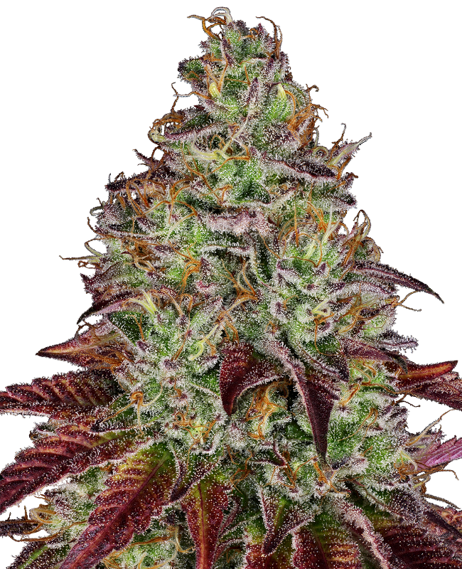 Picture of Tezla OG Feminized Seeds