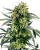 Bild von Blueberry Zkittlez Automatic Hanfsamen