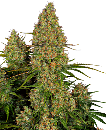 Image de Graines de Sticky Orange XXL à Autofloraison