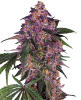 Immagine di Semi di Sensi Purple Kush Femminizzati