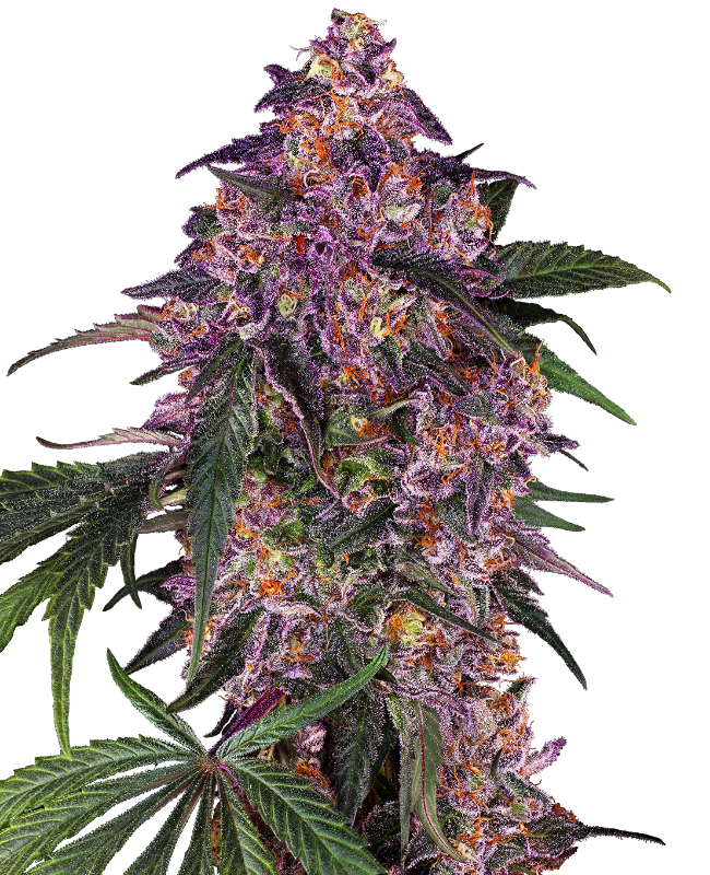 Immagine di Semi di Sensi Purple Kush Femminizzati