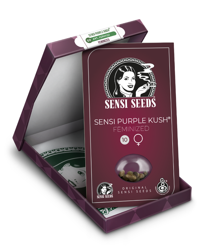 Immagine di Semi di Sensi Purple Kush Femminizzati