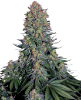 Picture of Blue Skunk Feminized Seeds