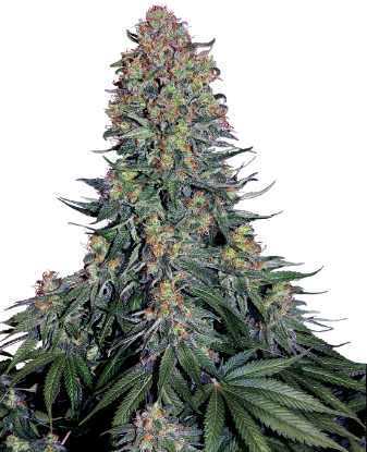 Obraz: Nasiona Feminizowane Blue Skunk