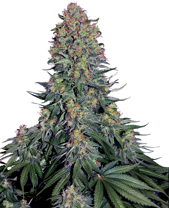 Picture of Blue Skunk Feminized Seeds