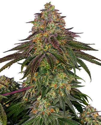 Obraz: Nasiona Feminizowane Sweet Cherry Kush