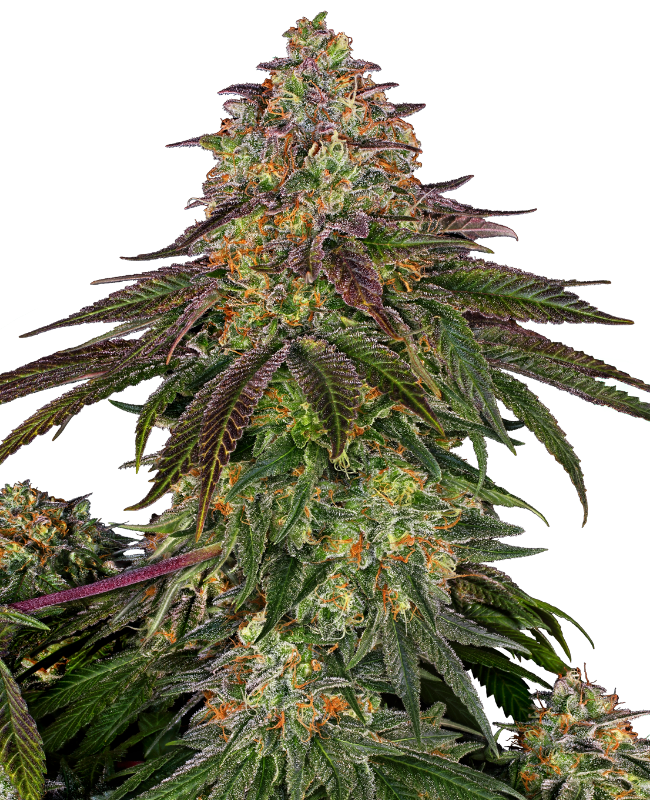 Immagine di Semi di Sweet Cherry Kush Femminizzati