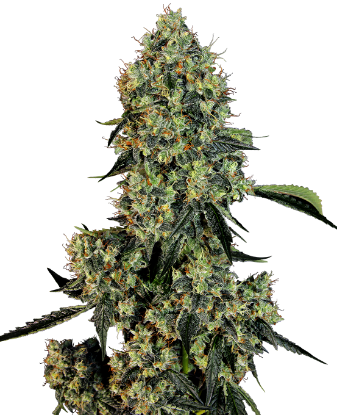 Picture of OG Kush Feminized Seeds by White Label