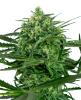 Picture of Sensi Amnesia Feminized Seeds