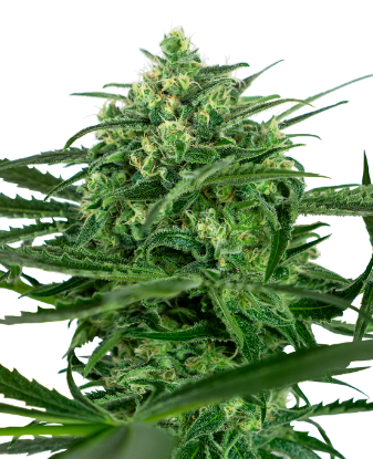 Picture of Sensi Amnesia Feminized Seeds