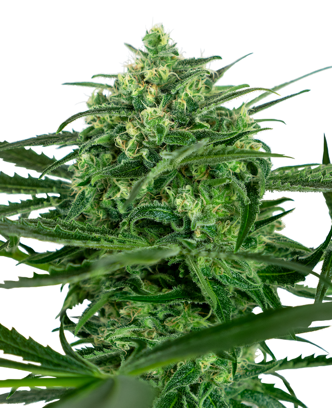 Picture of Sensi Amnesia Feminized Seeds