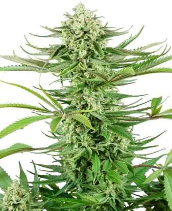 Picture of Cashew Kush Feminized Seeds