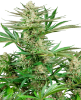 Picture of Malibu OG Gold Feminized Seeds