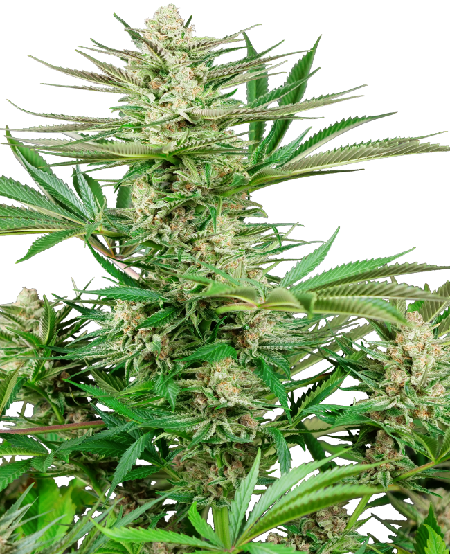 Picture of Malibu OG Gold Feminized Seeds