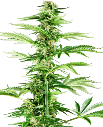 Obraz: Nasiona Feminizowane Honey Melon Haze