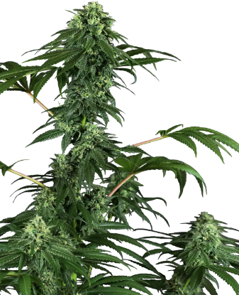 Picture of 420 Punch Feminized Seeds