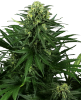 Picture of Honey Melon Kush Feminized Seeds