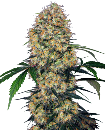 Image de Graines de Sensi Amnesia XXL à Autofloraison