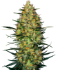 Picture of Caramellow Kush Automatic Seeds