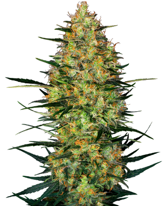 Picture of Caramellow Kush Automatic Seeds