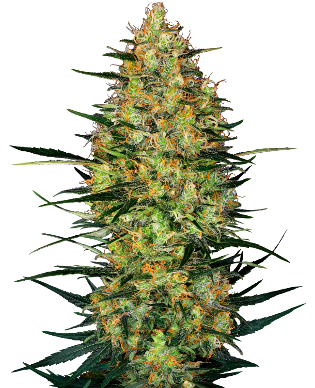 Picture of Caramellow Kush Automatic Seeds