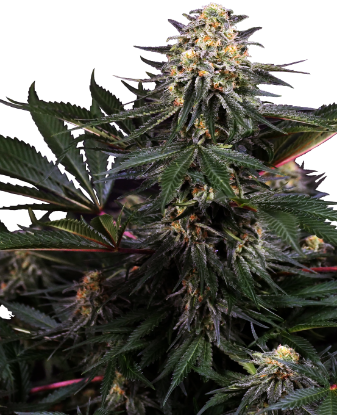 Picture of Lockdown Kush Feminized Seeds