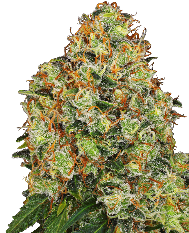 Picture of Sweet Tangerine Tango Automatic Seeds