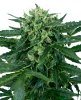 Picture of Sensi Amnesia Automatic Seeds