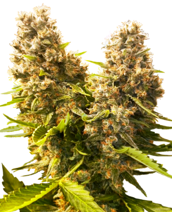 Obraz: Nasiona Automatyczne Banana Kush Cake