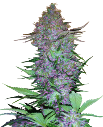 Picture of Purple Skunk Automatic Seeds