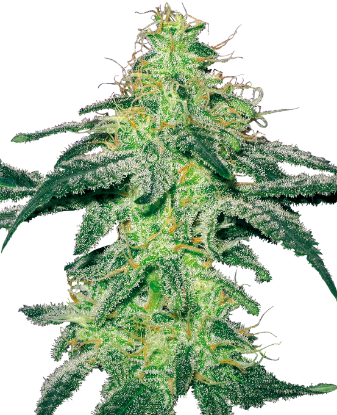 Picture of White Skunk Feminized Seeds by White Label