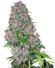 Picture of Purple Bud Feminized Seeds by White Label