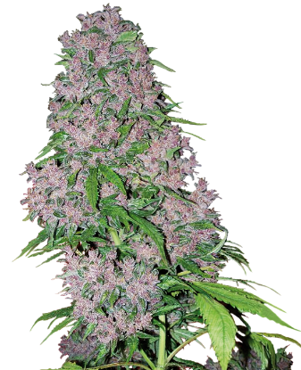 Picture of Purple Bud Feminized Seeds by White Label