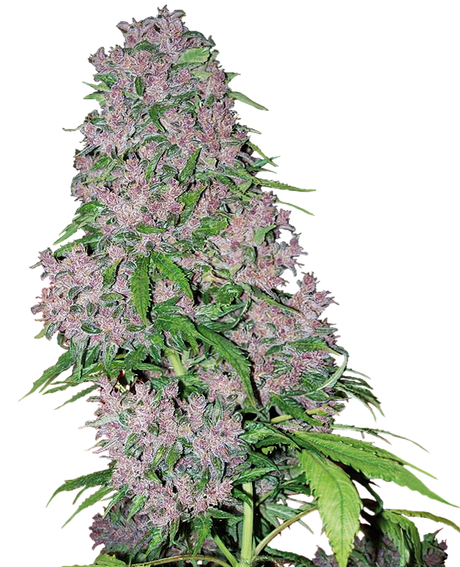 Picture of Purple Bud Feminized Seeds by White Label