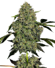 Picture of OG Kush Automatic Seeds by White Label