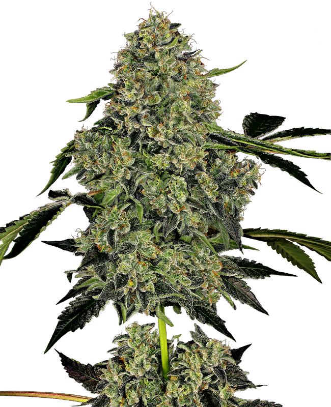 Picture of OG Kush Automatic Seeds by White Label