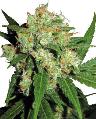 Picture of Sensi Skunk Feminized Seeds 