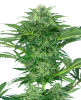 Picture of Skunk Dream CBD Feminized Seeds