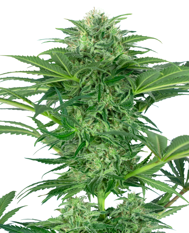 Picture of Skunk Dream CBD Feminized Seeds