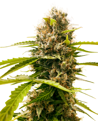 Picture of Mandarin Punch Feminized Seeds