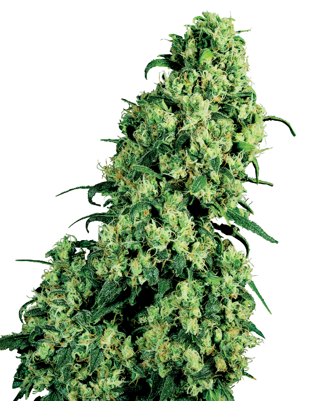 Picture of Skunk #1 Feminized Seeds by White Label