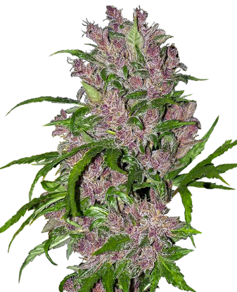 Picture of Purple Bud Automatic Seeds by White Label