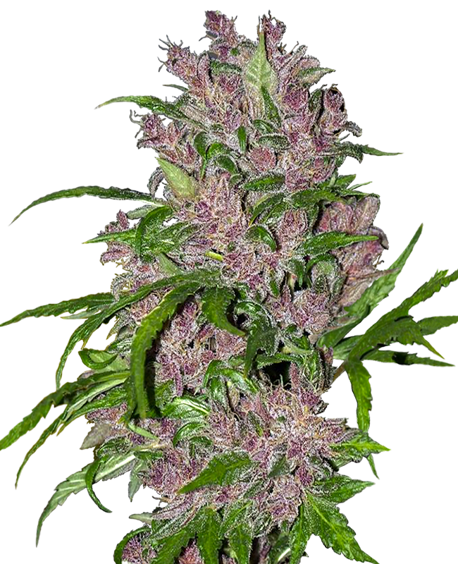 Imagem de Sementes de Purple Bud Automáticas White Label