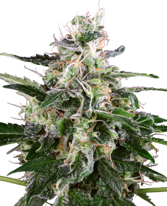 Picture of White Skunk Automatic Seeds by White Label