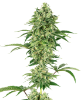 Picture of Nicole Hindu Kush Feminized Seeds by White Label